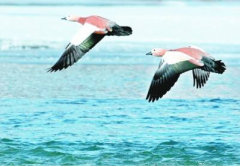 減排任務(wù)全面完成 — 中天恒遠卓越技術(shù)“如虎添翼” 減排任務(wù)全面完成 — 中天恒遠卓越技術(shù)“如虎添翼”