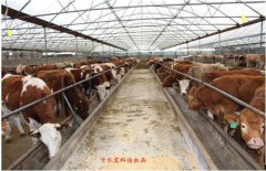 牛糞的營養(yǎng)價值以及六種用途(圖) 牛糞的營養(yǎng)價值以及六種用途(圖)